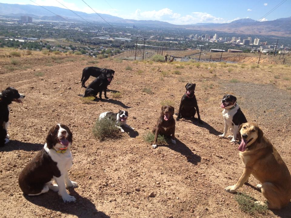 The Benefits of Reno Dog Training: Group Lessons