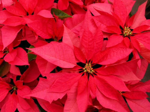 What to do if My Dog Ate a Poinsettia?