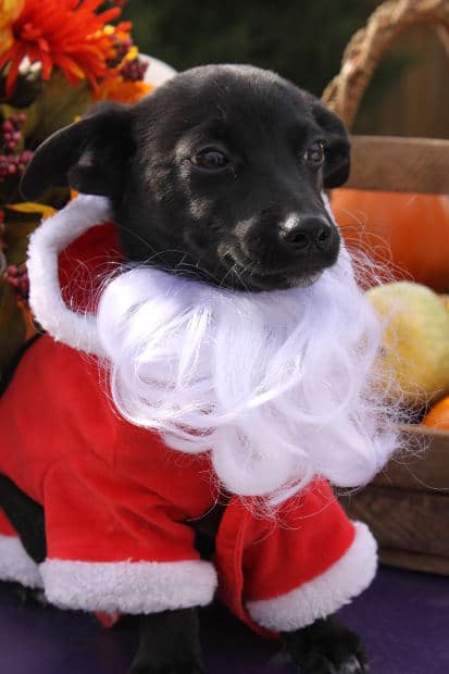 Giving a Puppy for Christmas? Reasons Why Puppies Make Bad Gifts