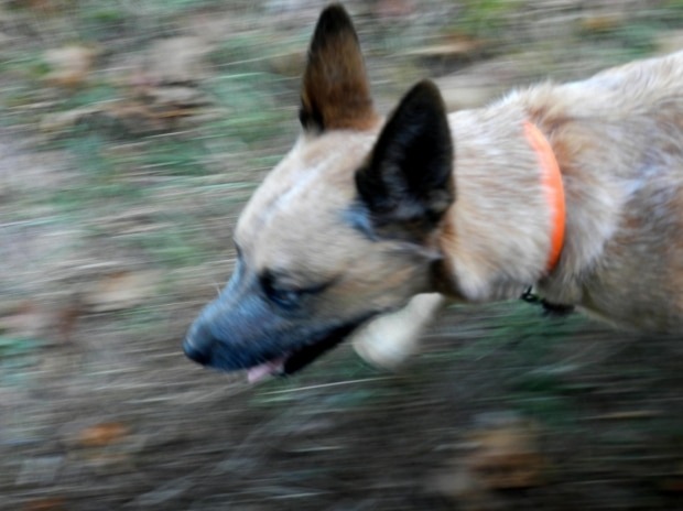 Running with Your Dog: Tips, Tricks, Dos and Don’ts