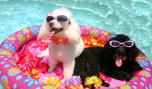 Fun in the Sun: Summer Dog Safety 101