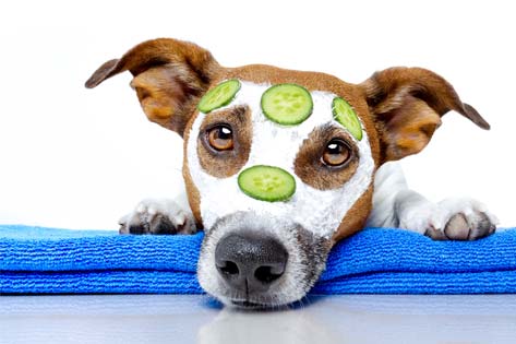 Snacks to Smells: Pampering Your Pet