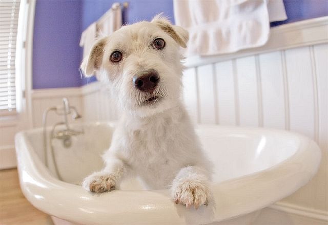 Lookin’ Good: Best Dog Grooming Essentials