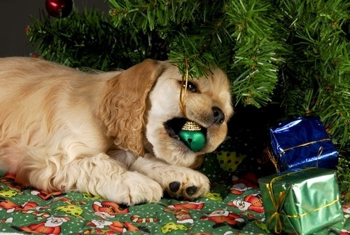 Holiday Pet Safety Tips: Decoration Dangers