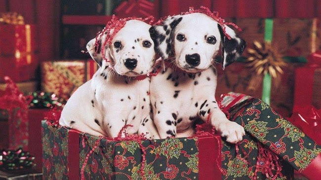 The DGA Guide for Giving a Puppy for Christmas