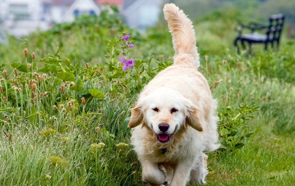Springtime Cautions: Dog Safety Tips for Keeping your Dog Healthy and Happy as Spring Jumps in