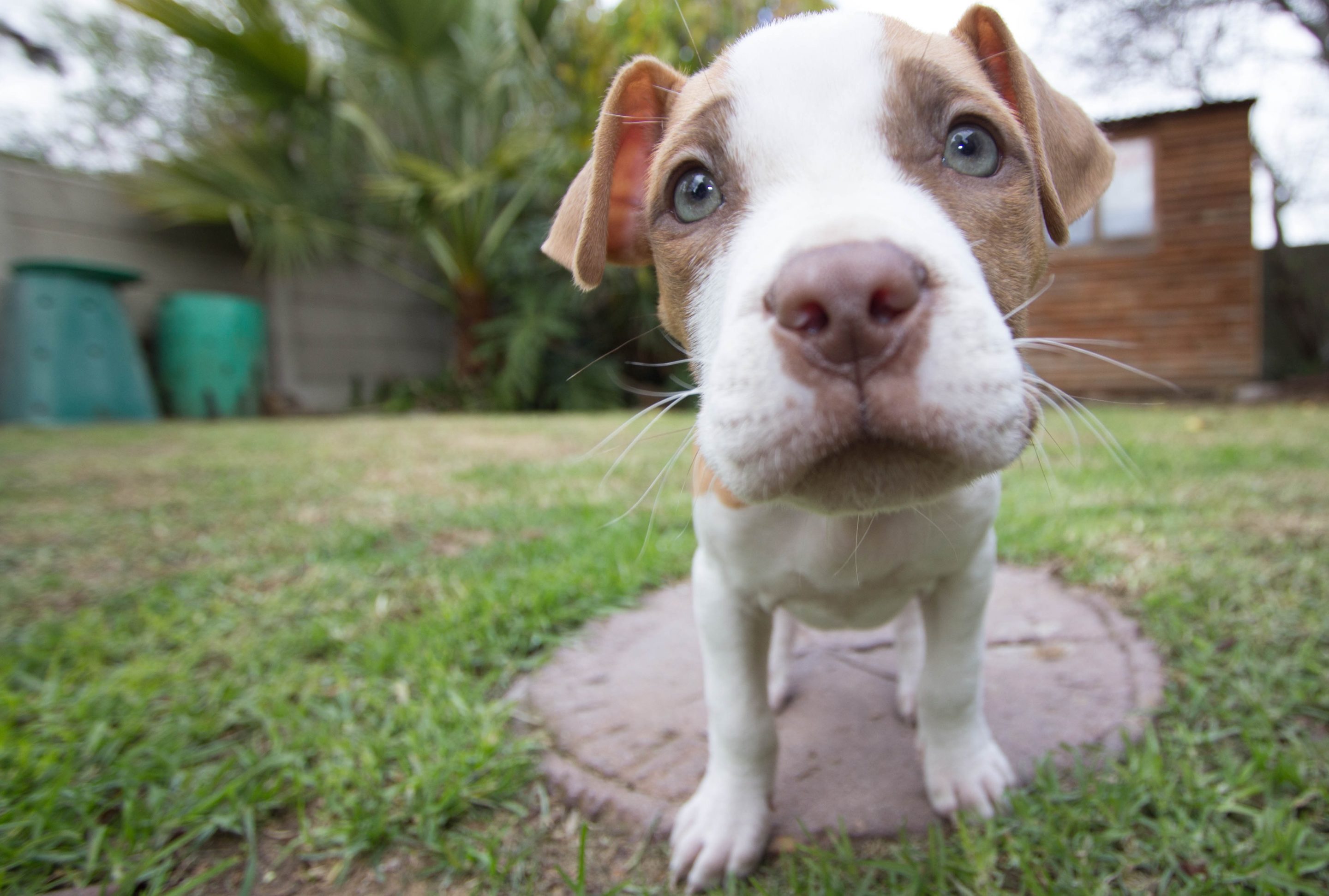 What to Feed Your Puppy: The Basics