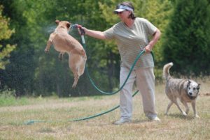 summer safety for dogs