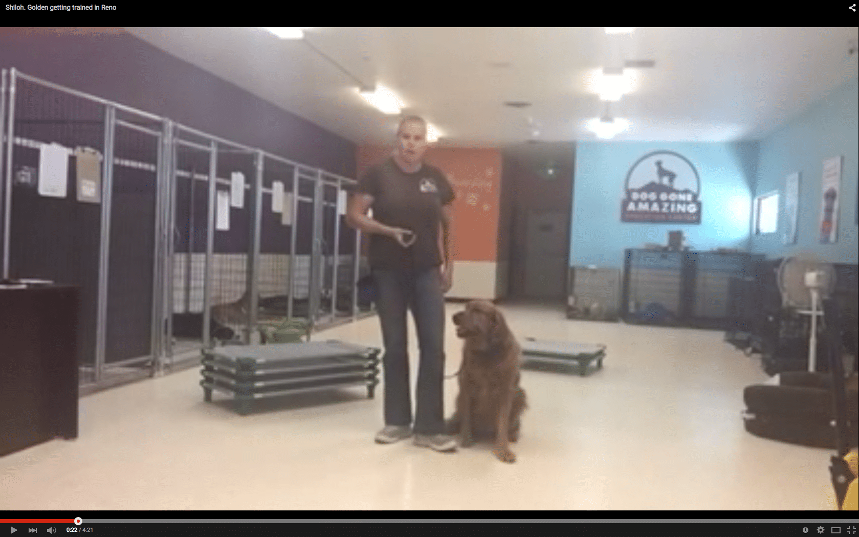 Video: How to Teach Your Old Dog New Tricks