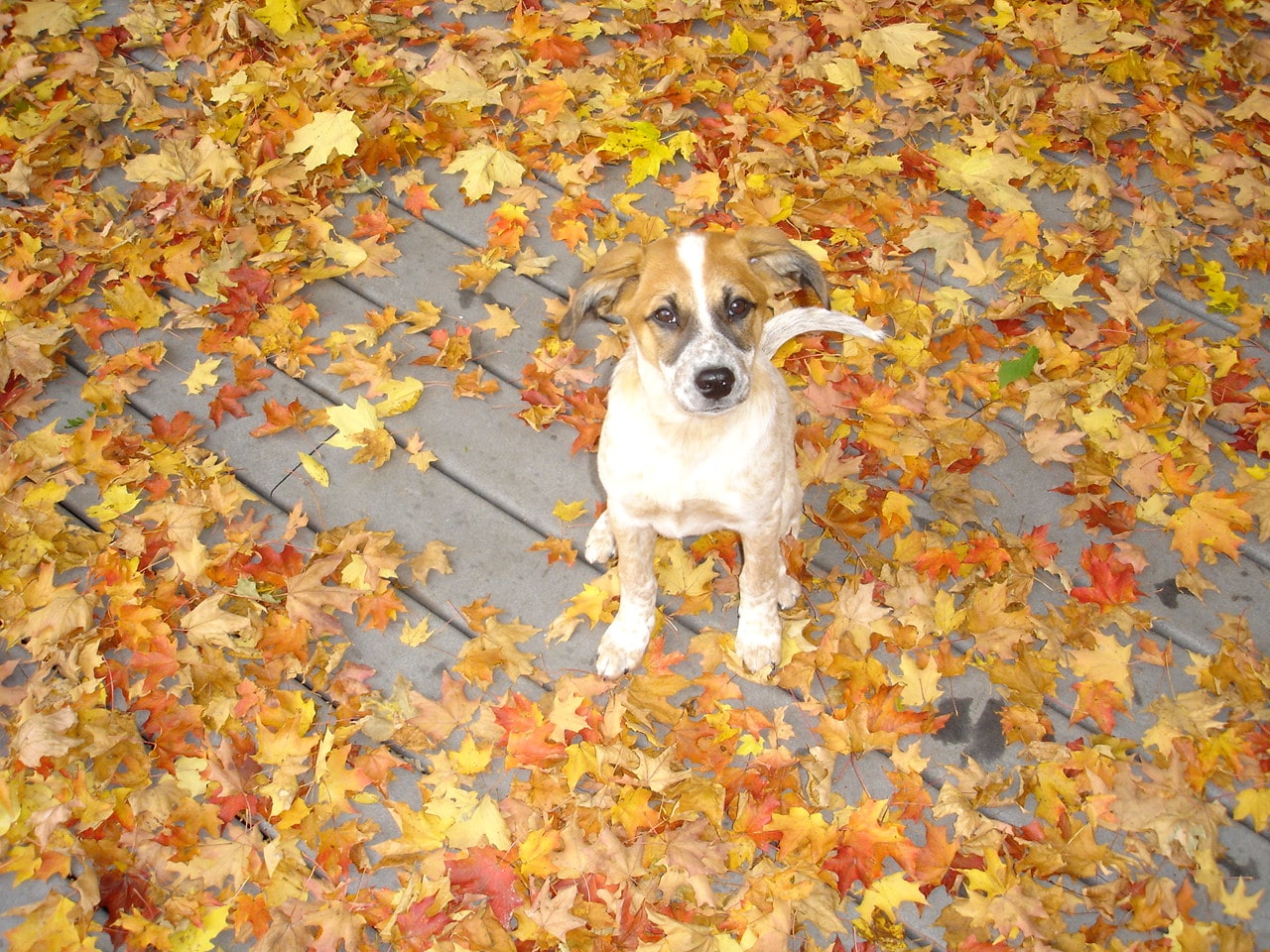Fall Dog Safety: Keeping Fido Harm-free This Fall