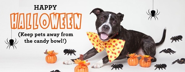 Howl-o-ween Fun: Tricked-out Paws for a Cause
