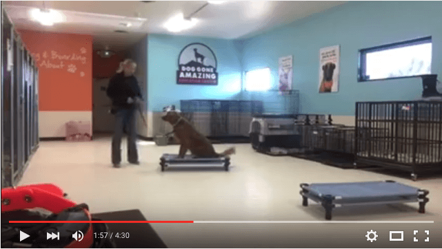 Video: How to Keep Excitable Dogs CALM!