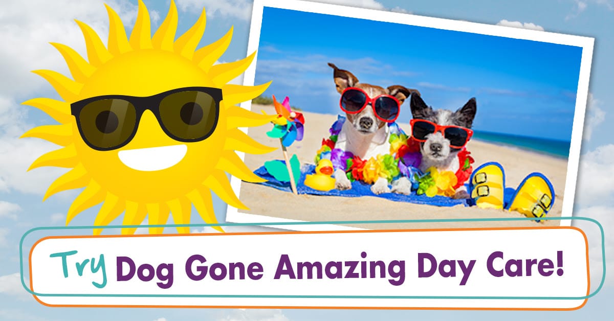 7 Dog Gone Amazing Perks of Our One-of-a-Kind Dog Day Care in Reno
