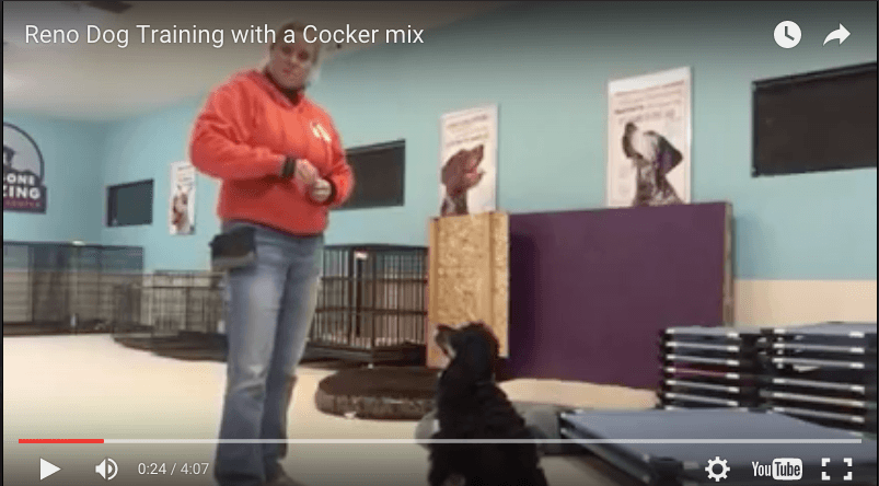 VIDEO – Dog Training in Reno: “Stay,” “Place” in Less Than Two Weeks