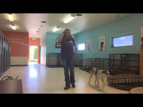 Video- Dixie Learns to Follow: Dog Training
