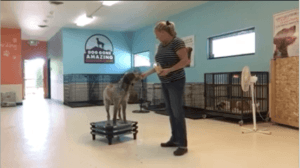 dog training reno