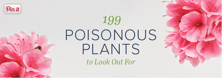 Stay Safe by Knowing What Plants are Poisonous to Dogs