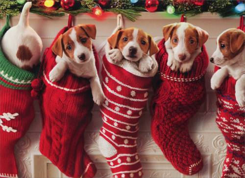 Why You Shouldn’t Buy a Puppy for Christmas
