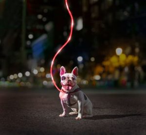 light up leash