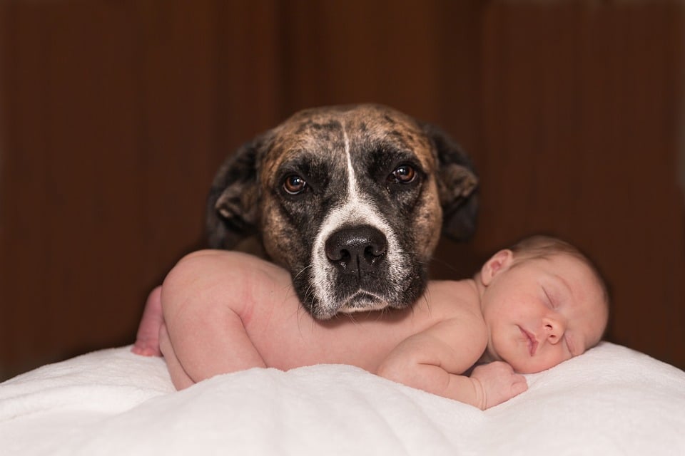 Preparing Your Dog For Baby | Adjustment Tips From Dog Gone Amazing