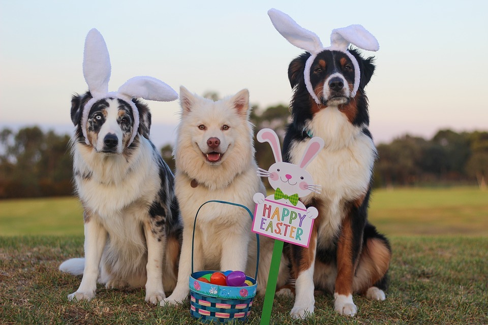 Safe And Festive Dog Easter Basket Ideas