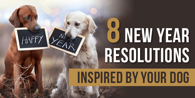 8 New Year’s Resolutions Inspired By Your Dog