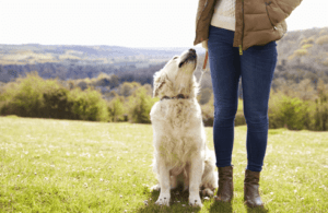 show your dog you love them with dog training