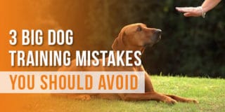 Three Big Dog Training Mistakes You Should Avoid