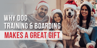 Dog Training and Boarding: The Best Gift for Your Family