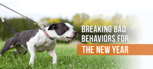 Breaking Bad Dog Behavior for the New Year