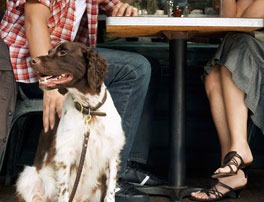 Dog Behavior in public