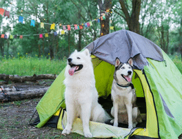 camping with your dogs
