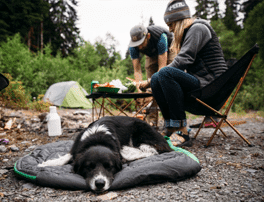 Camping with your dog - manners
