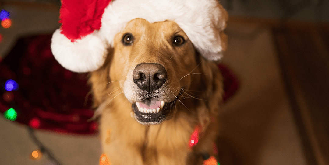 Top 5 Ways Dog Boarding Can Take The Stress Out Of The Holidays