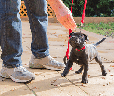 Puppy Training Pro Tips 101: Start Out On The Right Paw