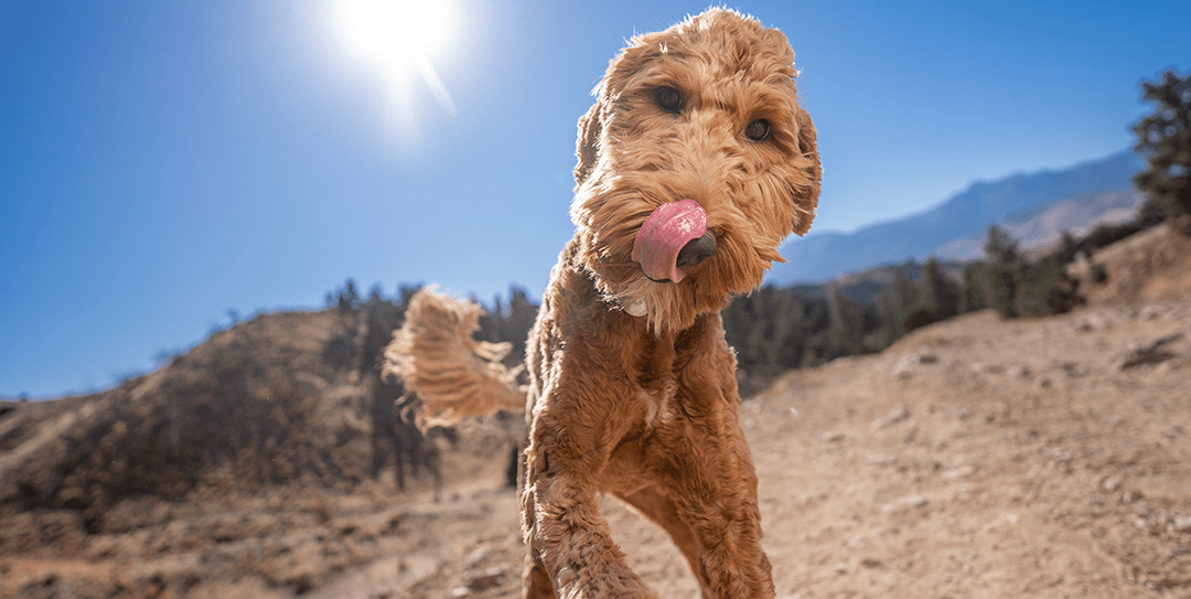 8 Things To Do With Your Dog In The Summer