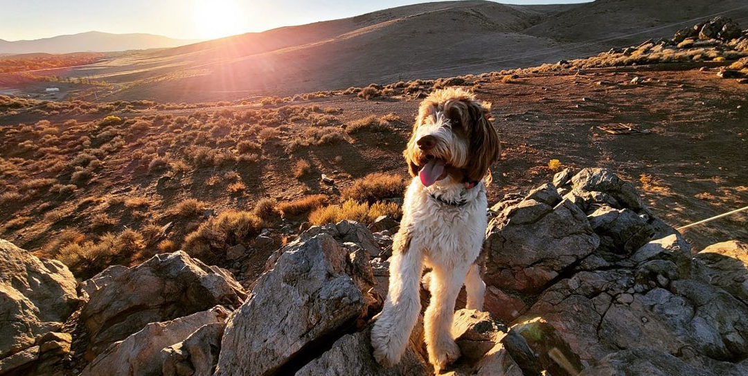 9 Fall Hiking Trails In Reno Where You Can Take Your Dog