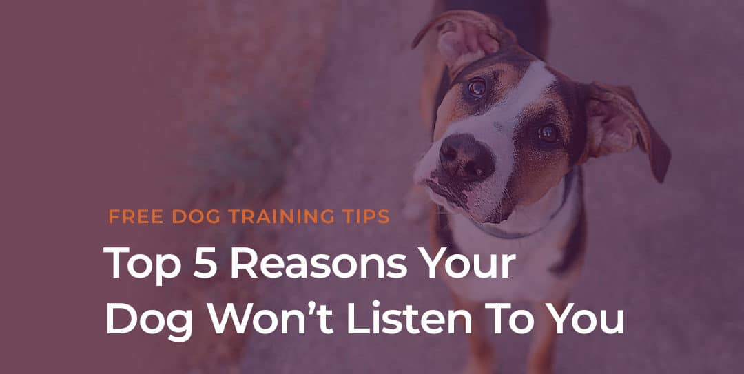 Top 5 Reasons Your Dog Won’t Listen To You