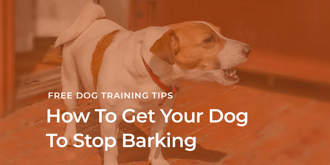 How Do I Get My Dog To Stop Barking?