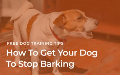 How Do I Get My Dog To Stop Barking?