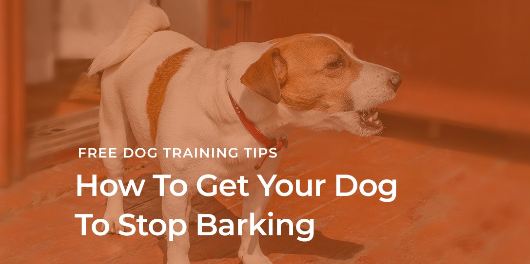How Do I Get My Dog To Stop Barking? - Dog Gone Amazing Education Center