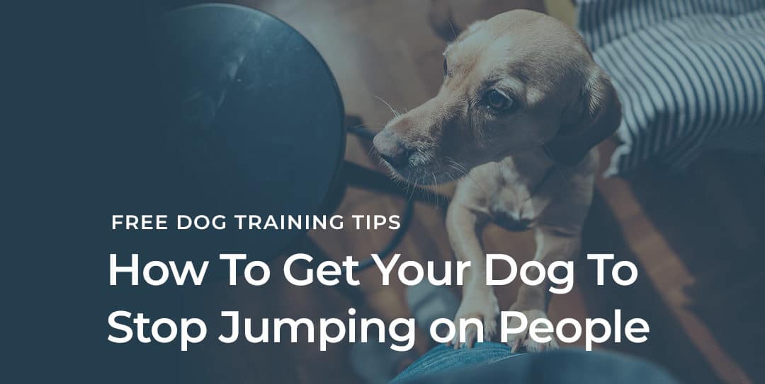 How Do I Get My Dog To Stop Jumping On People?
