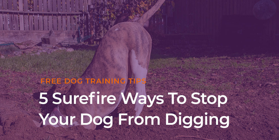5 Surefire Ways to Stop Your Dog from Digging Holes in The Yard