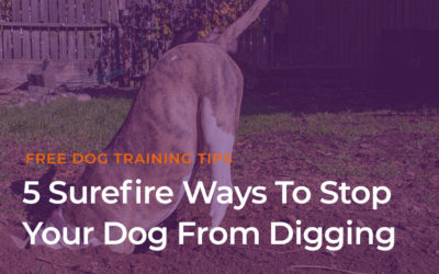 5 Surefire Ways to Stop Your Dog from Digging Holes in The Yard