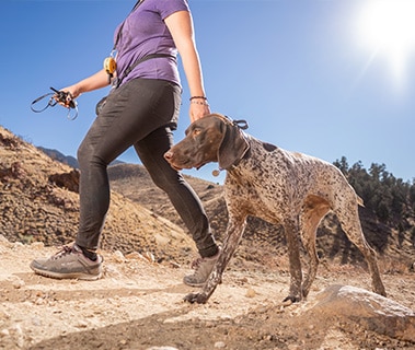 stop dog digging hiking