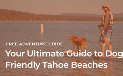 Your Ultimate Guide to Dog Friendly Tahoe Beaches