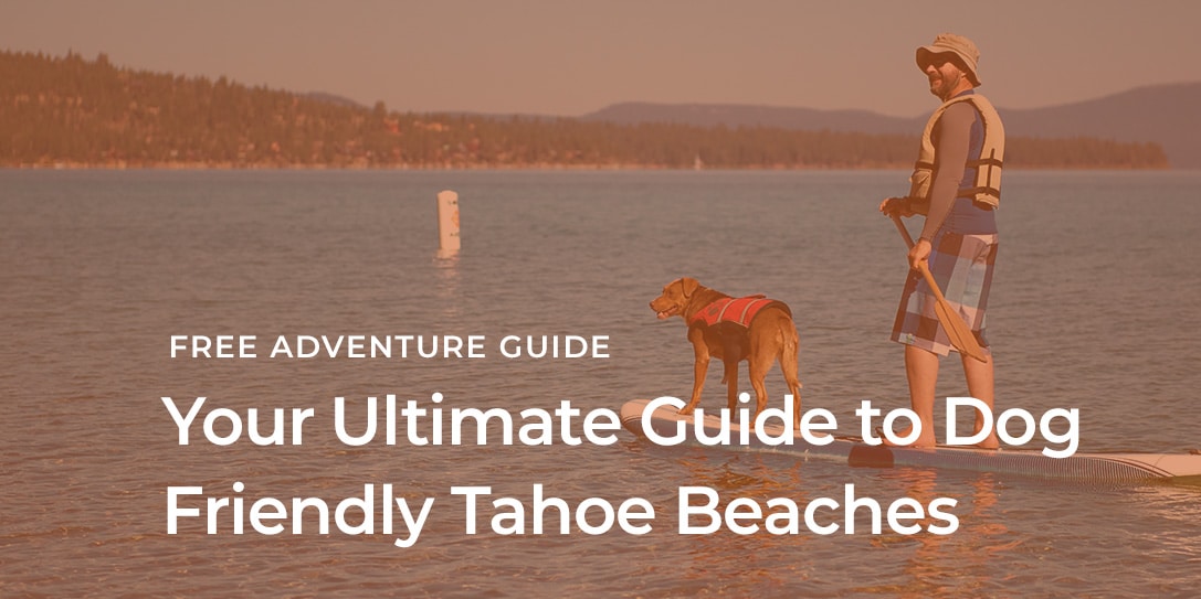 Dog Friendly Tahoe Beaches