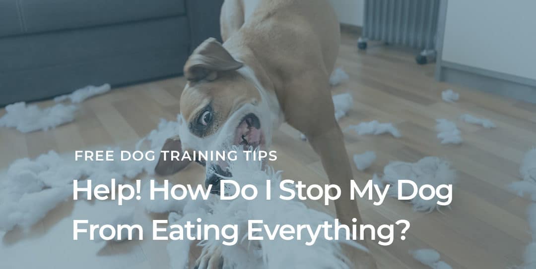 Help! How Do I Stop My Dog from Eating Everything?
