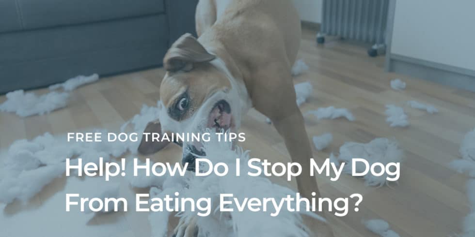 Help, My Dog Eats Everything! | Dog Gone Amazing