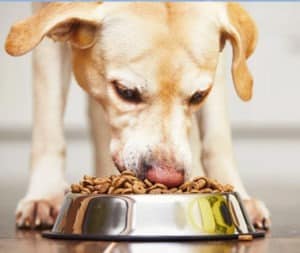 how do i stop my dog from swallowing whole food